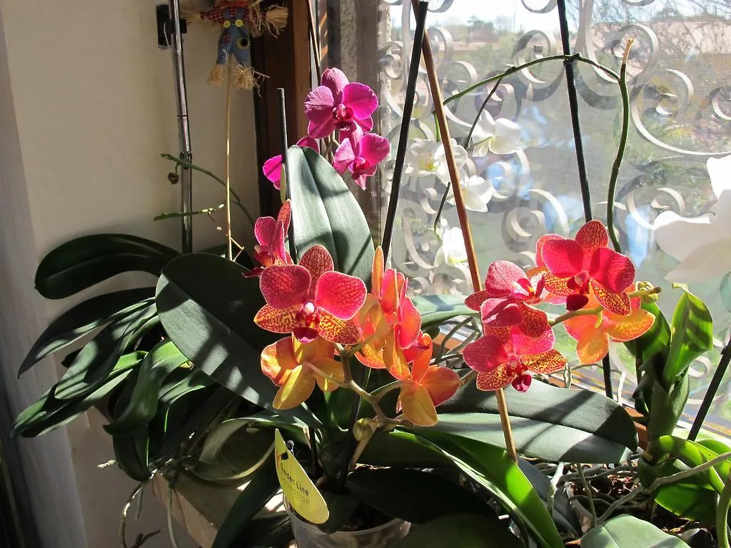 Nocleg ze śniadaniem B&B Villa Filotea & Apartment Desenzano del Garda